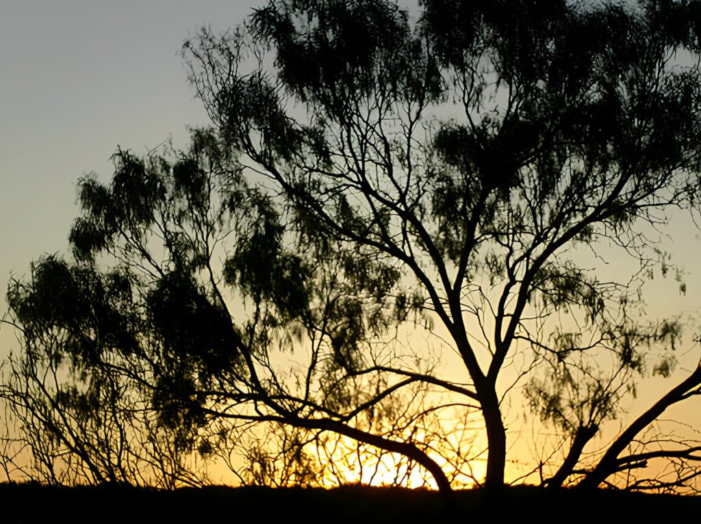 Sunset Trees Horizon